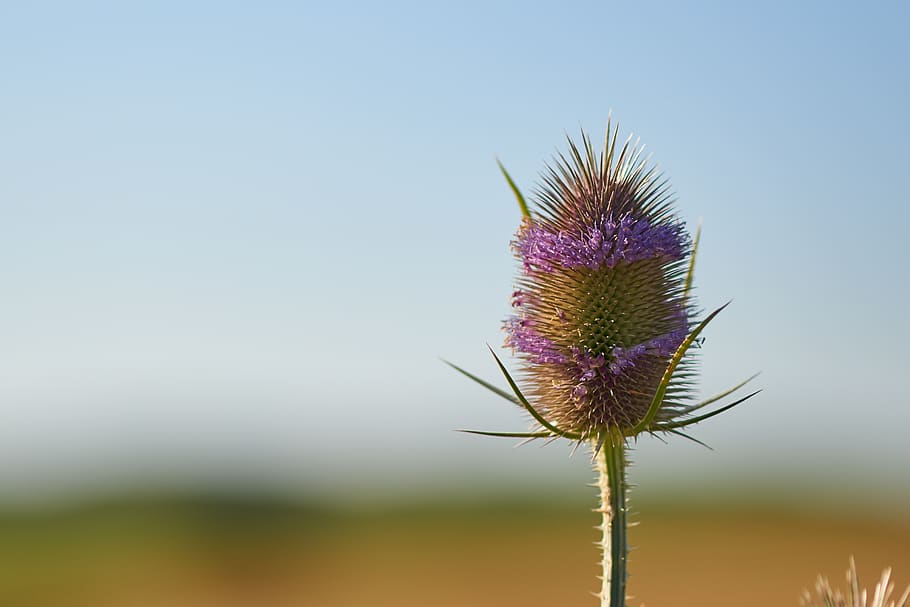 thistle, flower, thorns, ostne, the beauty of the, peace of mind HD wallpaper