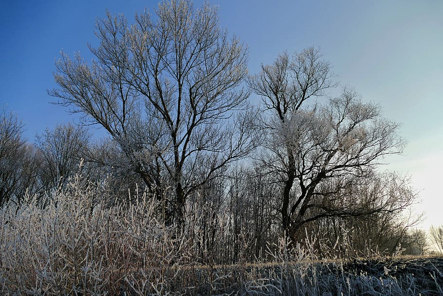 trees, sky, nature, winter, country, frost, bare tree, plant HD wallpaper