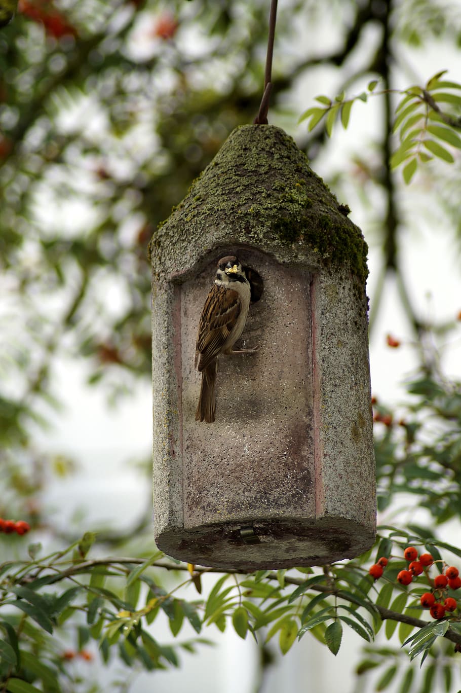 sparrow, bird, bird feeder, aviary, rowan, nesting box, incubator, HD wallpaper