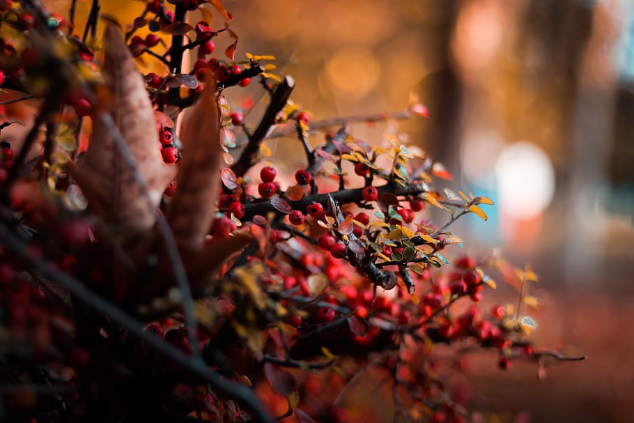 Round Red Berries Selective Focus Close-up Photo, branch, fruit HD wallpaper