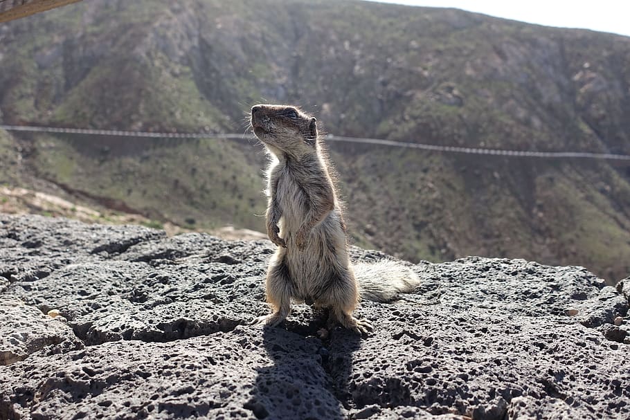 chipmunk, squirrel, animal, rodent, nature, cute, furry, wildlife HD wallpaper