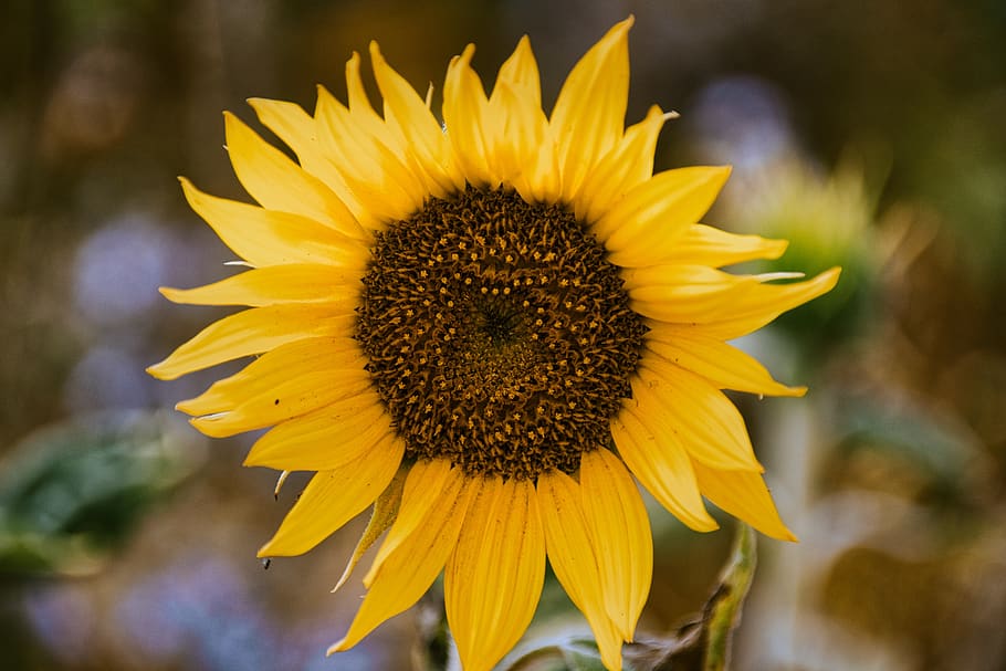 sunflower, blossom, bloom, bright, yellow, close up, flowering plant HD wallpaper