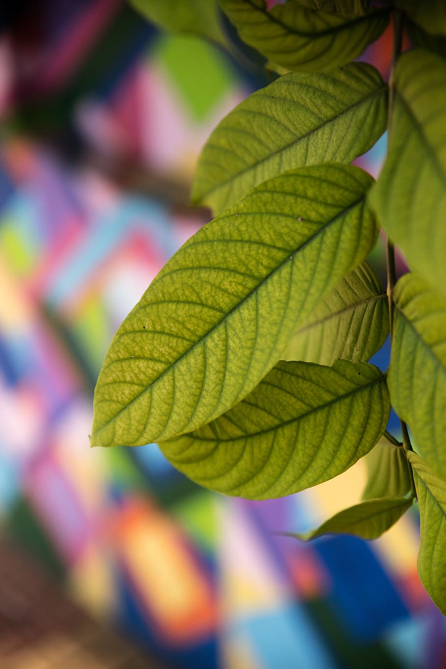 leaf, colorful, vivid, visakhapatnam, vizag, india, patrick hendry, HD wallpaper