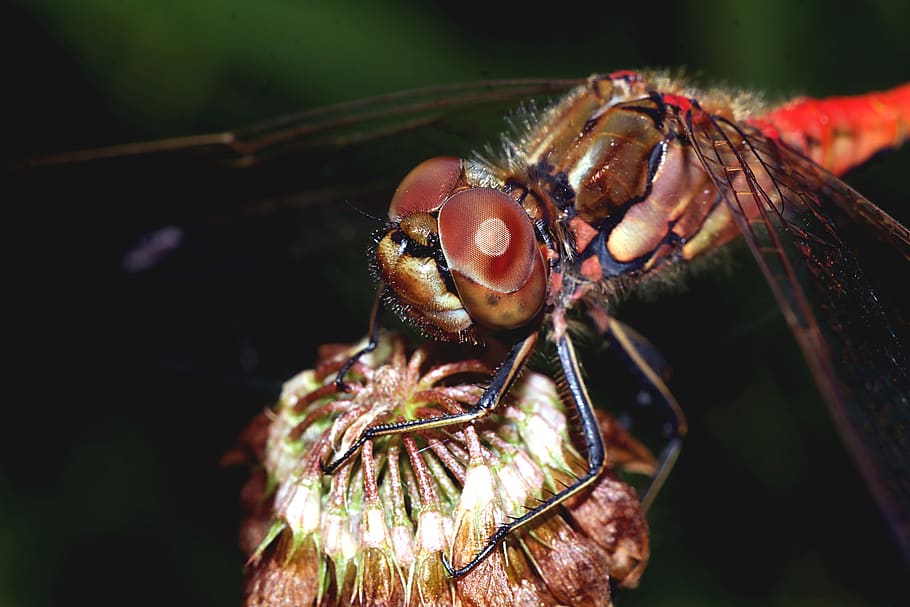 insect, ważka, macro, nature, dragonflies, summer, invertebrate, HD wallpaper