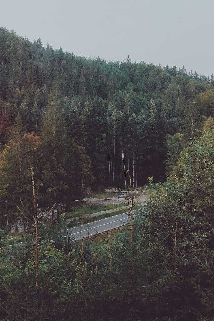 Asphalt Road in Between Trees, daylight, environment, flora, forest HD wallpaper
