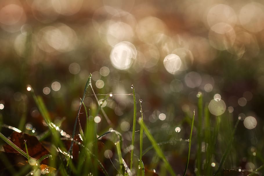 dew, rush, bokeh, grass, nature, drip, green, meadow, wet, environment HD wallpaper
