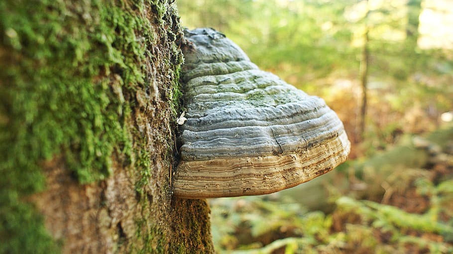 mushroom, forest, tree, moss, moist, autumn, green, forest floor HD wallpaper