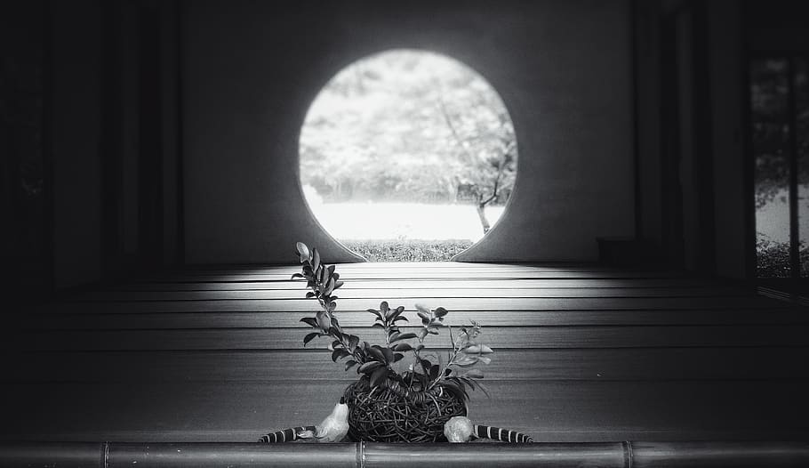 nature, no people, plant, indoors, representation, architecture HD wallpaper