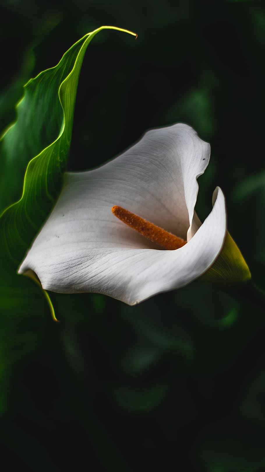 white-petaled flower, plant, blossom, anthurium, araceae, animal HD wallpaper