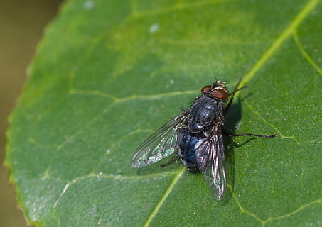 fly, compound eyes, leaf, clean, macro, insect, flight insect HD wallpaper