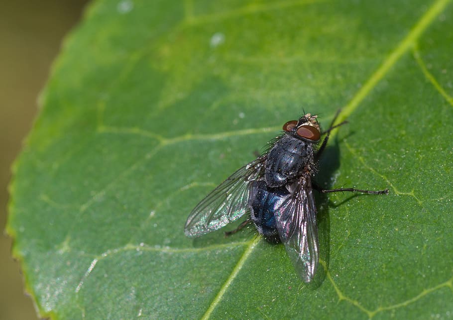 fly, compound eyes, leaf, clean, macro, insect, flight insect HD wallpaper