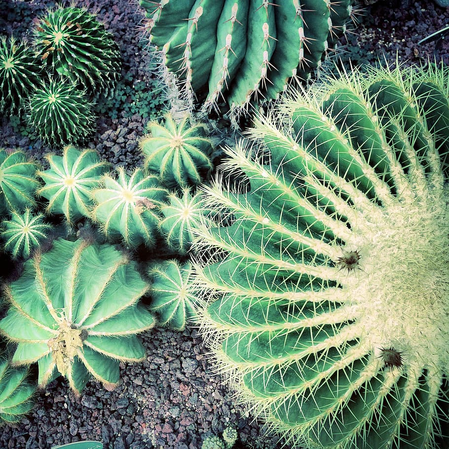 cactus, round, circle, green, plant, exotic, growth, green color HD wallpaper