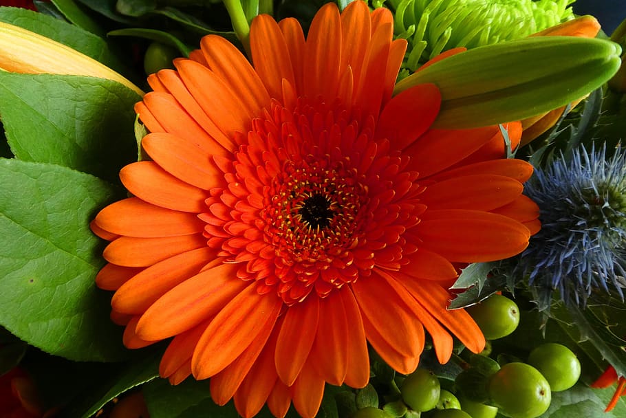 gerbera, flowers, bouquet, bloom, petals, vegetable, cut flowers HD wallpaper