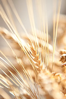 close-up, corn, crop, cultivation, dry, ear, fascicle, fertility HD wallpaper