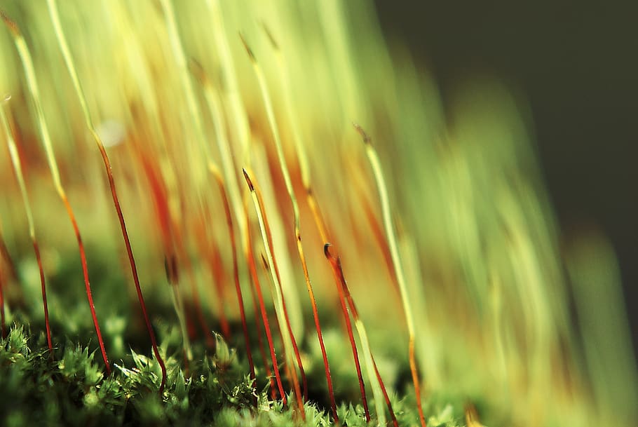 forest, moss, green, nature, vegetation, plant, growth, selective focus HD wallpaper