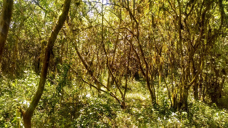 ecuador, galapagos islands, tree, plant, forest, beauty in nature HD wallpaper