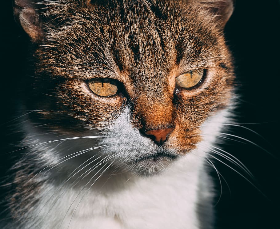 brown tabby cat, mammal, animal, domestic, animal themes, pets HD wallpaper