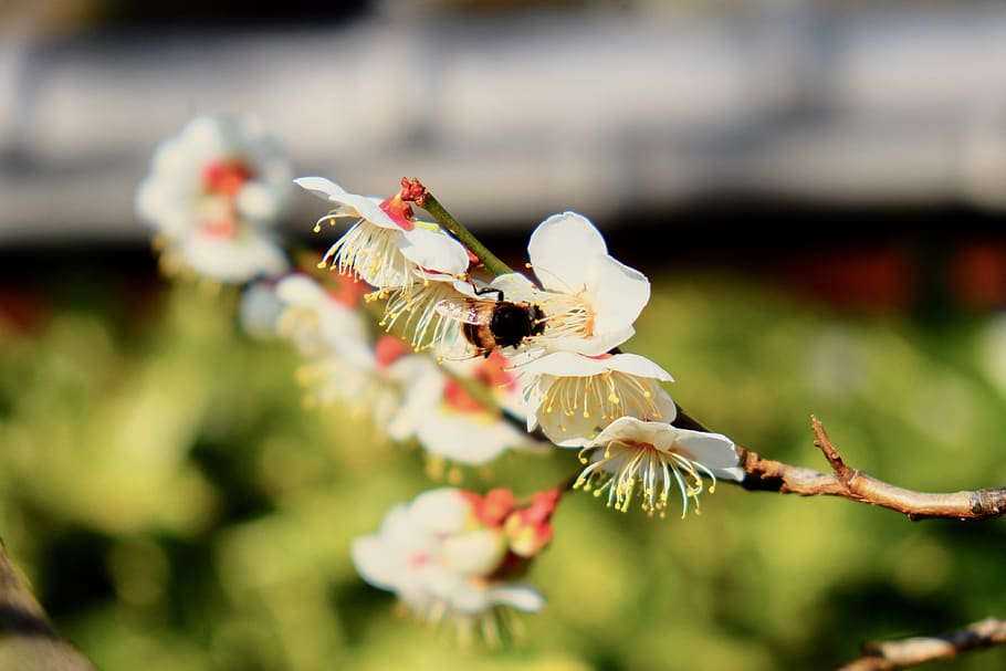 sakura, bee, spring, tree, petals, pistils, white, japan, flower HD wallpaper