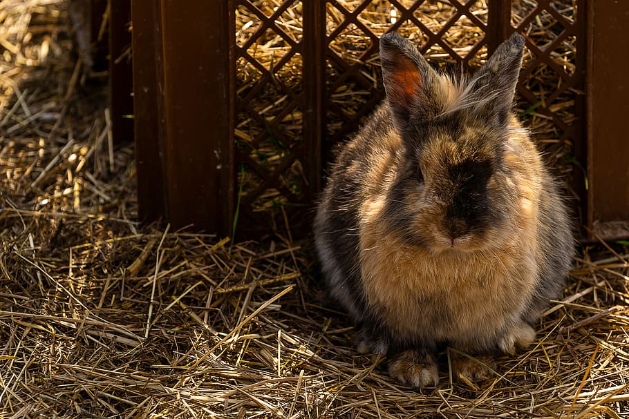 animal, hare, rabbit, easter, cute, animal world, mammal, ears HD wallpaper