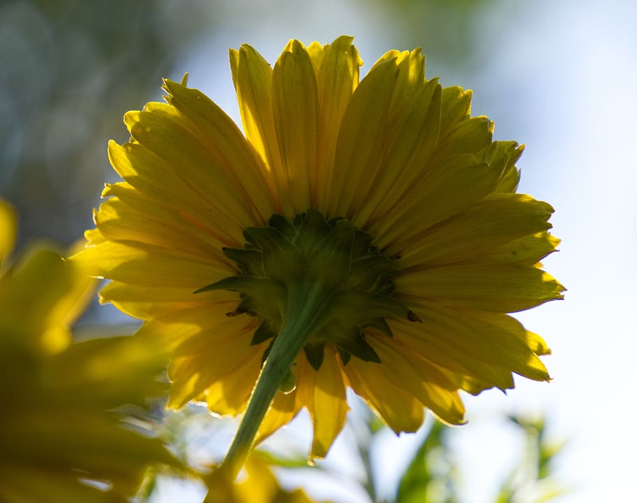 coneflower, blossom, bloom, nature, summer, plant, garden, flora, HD wallpaper