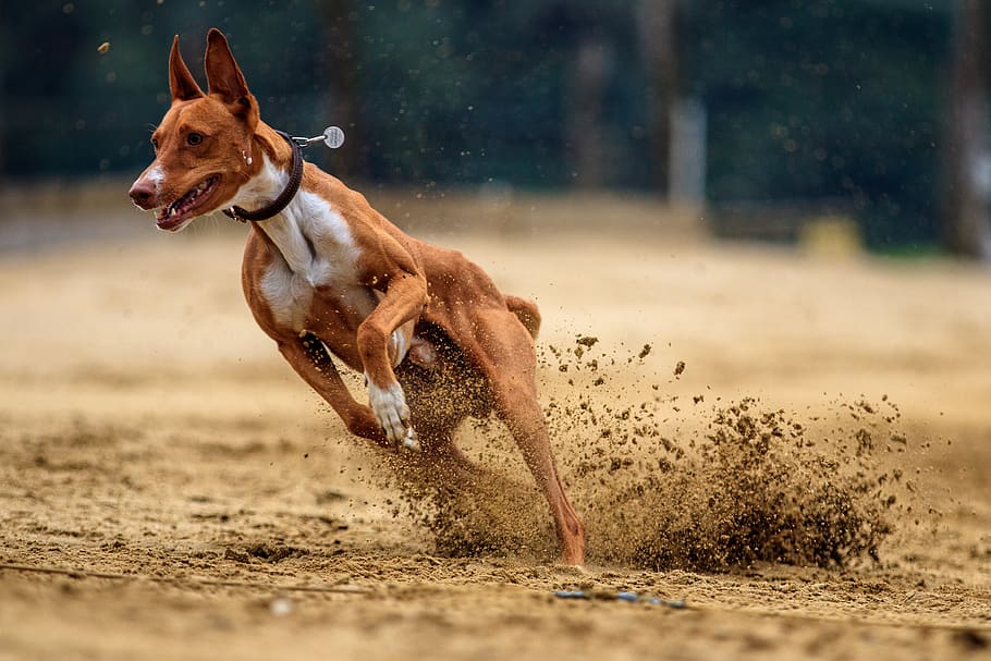 dog race
