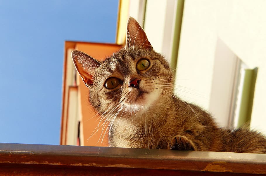 cat, national, pets, charming, animals, kitten, portrait, young HD wallpaper