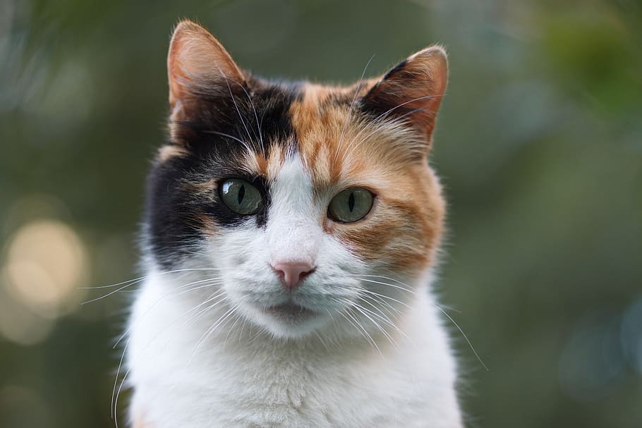 cat, calico, adorable, cute, mammalian, kitten, fur, animals HD wallpaper