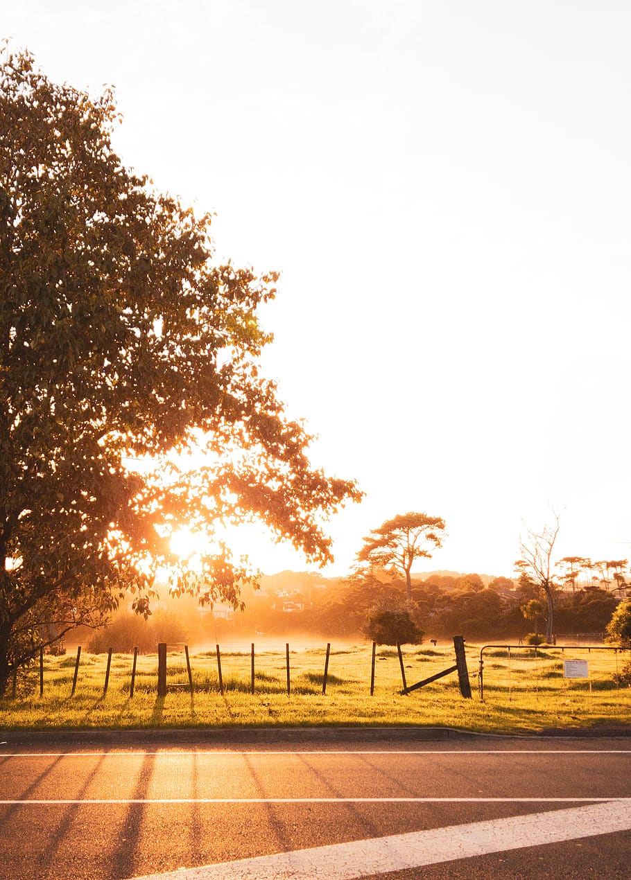 tree, plant, sky, nature, beauty in nature, sunlight, sunset HD wallpaper