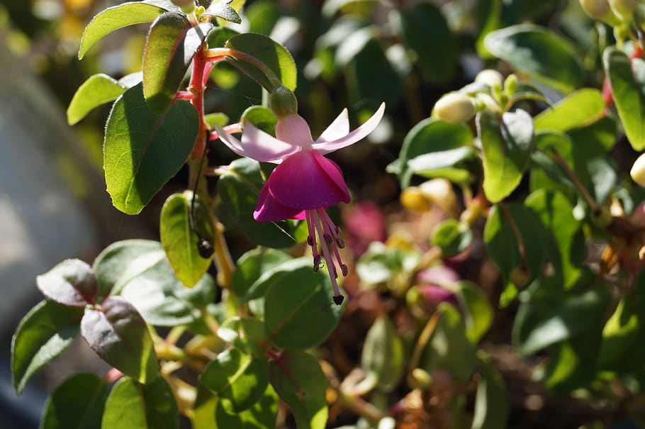 fuchsia, flower, sun, nature, plant part, leaf, growth, beauty in nature HD wallpaper