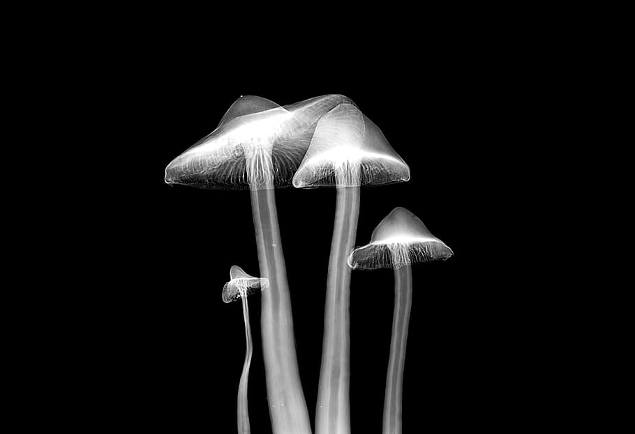 four white mushrooms illustration, new jersey institute of technology