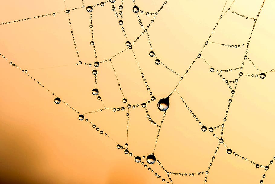Spider Web With Dew Vector Art, abstract, arachnid, atmosphere HD wallpaper
