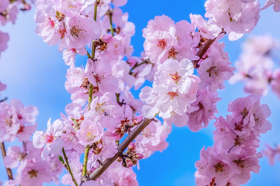 japanese cherry, tree, spring, branch, cherry blossom, bloom HD wallpaper