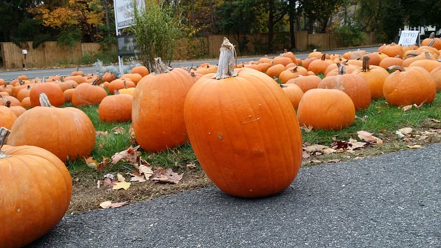 pumpkin, halloween, autumn, orange, pumpkins, day, orange color, HD wallpaper