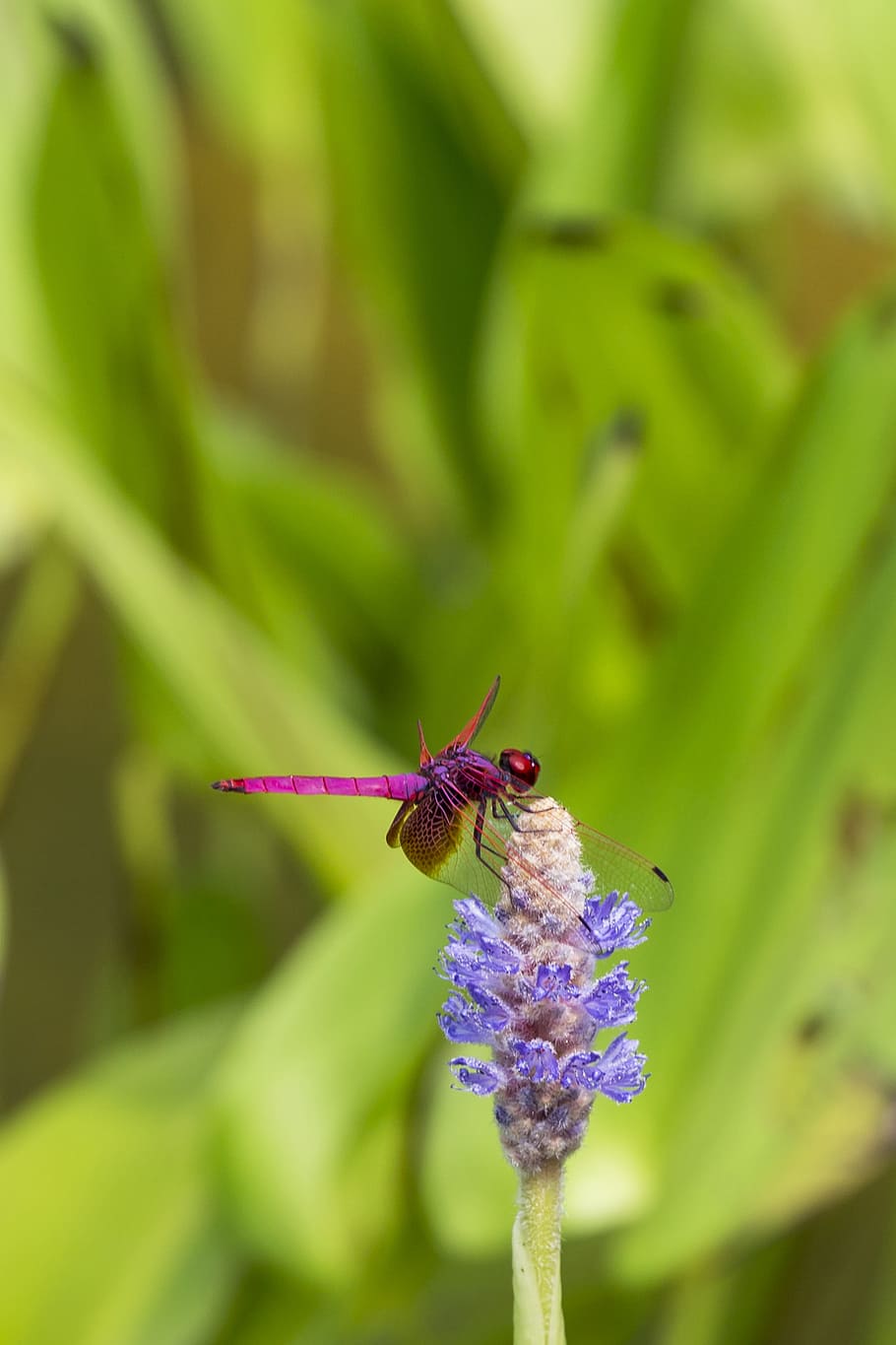 Macro Shot Photography Of Dragonfly On Purple Flower, bloom, blossom HD wallpaper