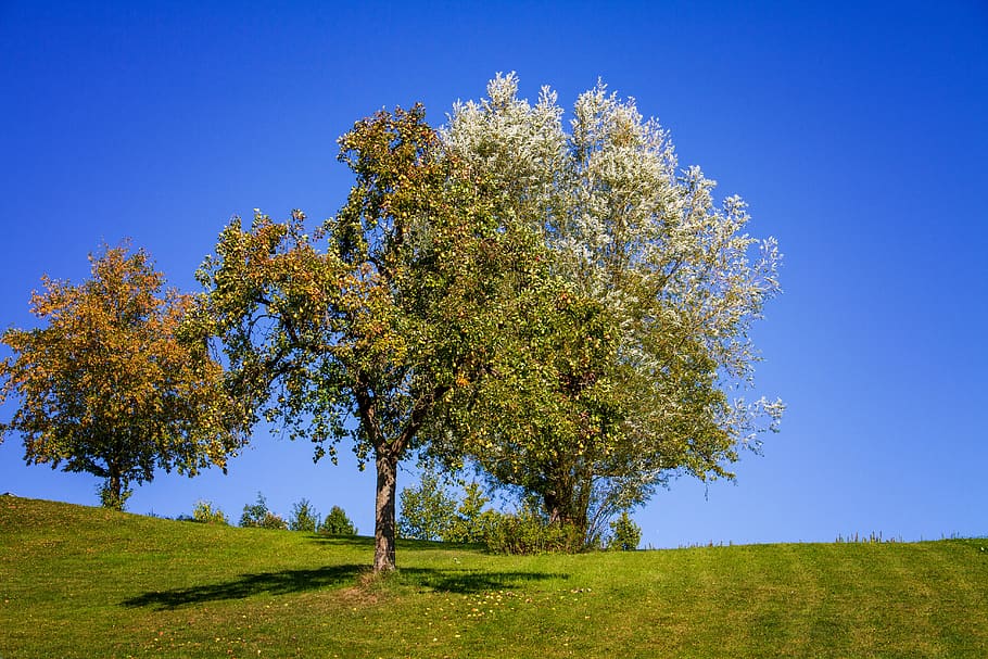 fruit tree, trees, nature, autumn, landscape, meadow, plant HD wallpaper