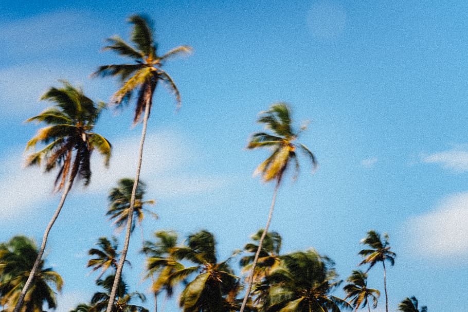 summer, plant, tree, light, flare, tropical, palm tree, arecaceae HD wallpaper