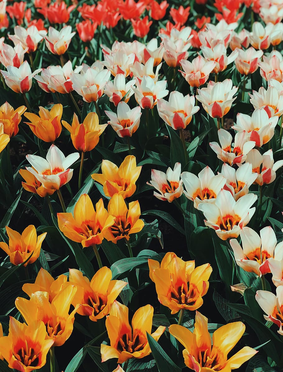flower field, flowering plant, vulnerability, freshness, fragility HD wallpaper