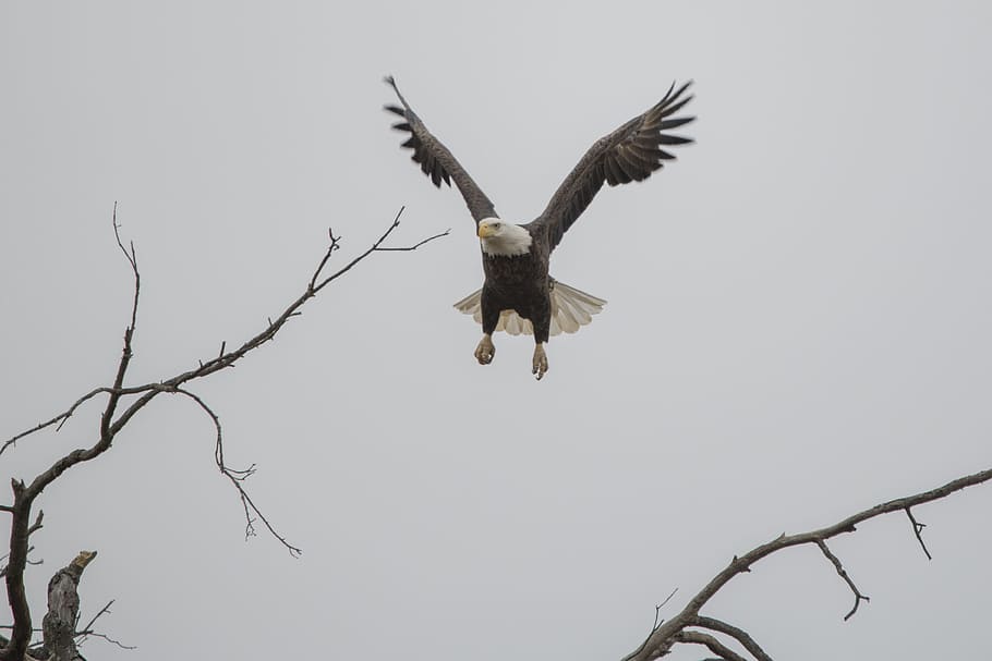 flight, bird, animal, bald eagle, avian, bird of prey, daylight HD wallpaper