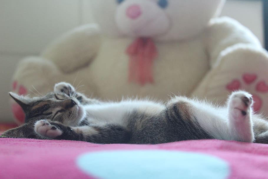 kitten, sleep, dream, cat, cute, animals, pets, feline, adorable, HD wallpaper
