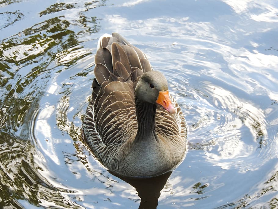 geese, gander, bird, duck, nature, animal, foraging, wildlife HD wallpaper