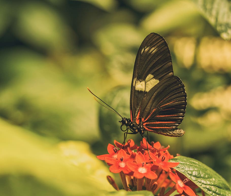 insect, butterfly, bee, invertebrate, animal, honey bee, united states HD wallpaper