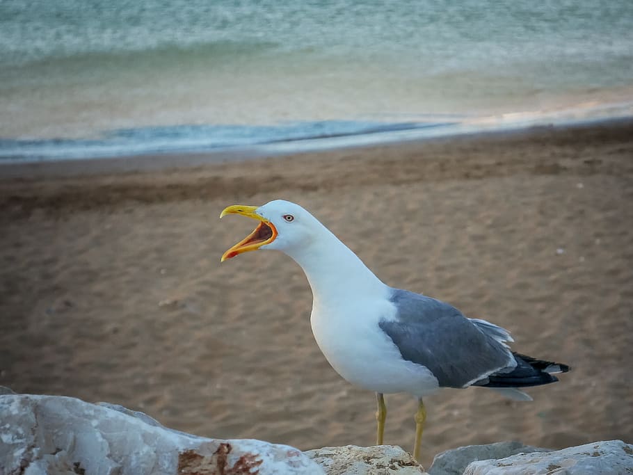 seagull, beach, coast, bird, sky, water, nature, flying, animal HD wallpaper