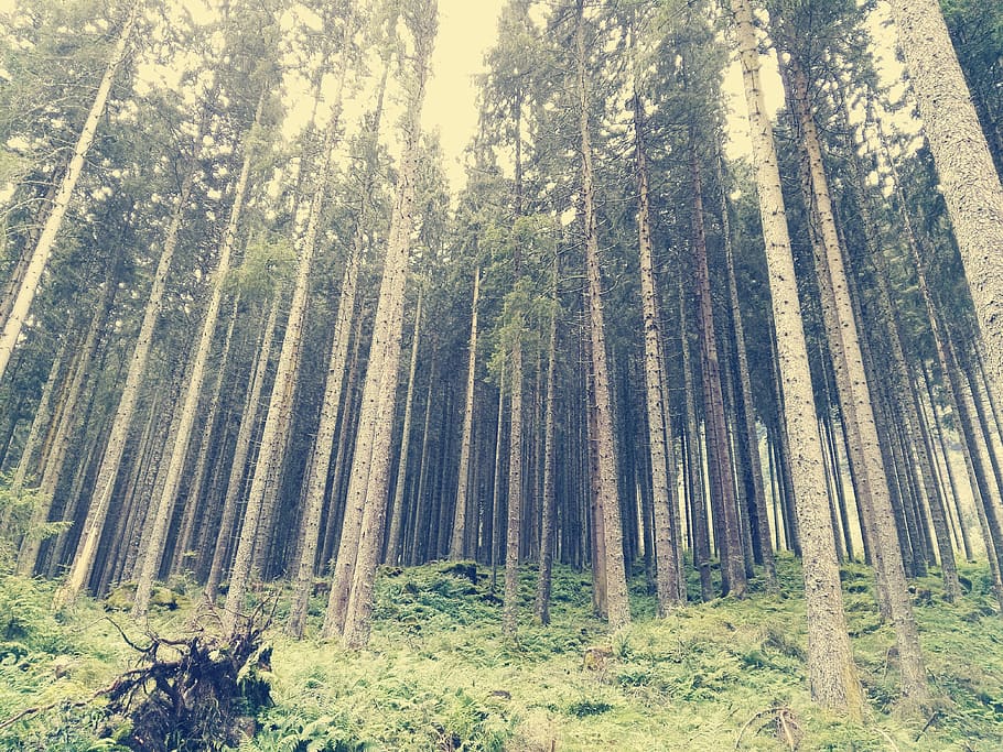 explore, austria, forest, trees, plant, land, beauty in nature HD wallpaper