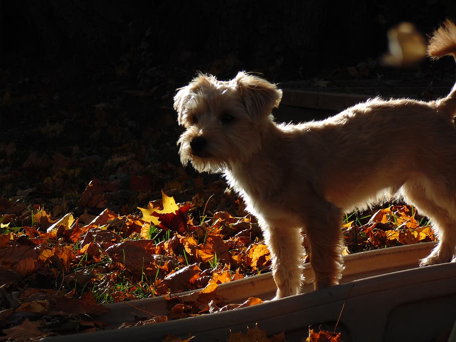 fallcolours, puppy, dog, morkie, mammal, domestic, pets, domestic animals HD wallpaper