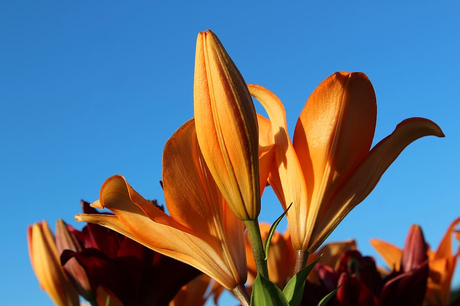 lily, orange, blue, sky, flower, nature, plant, summer, color HD wallpaper