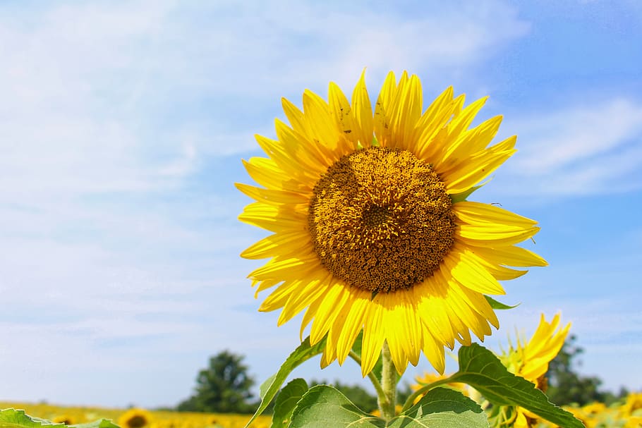 canada, toronto, yellow, flower, flowering plant, freshness HD wallpaper