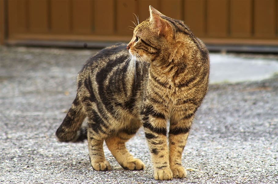 cat, stray cat, calico cat, domestic animals, domestic cat HD wallpaper