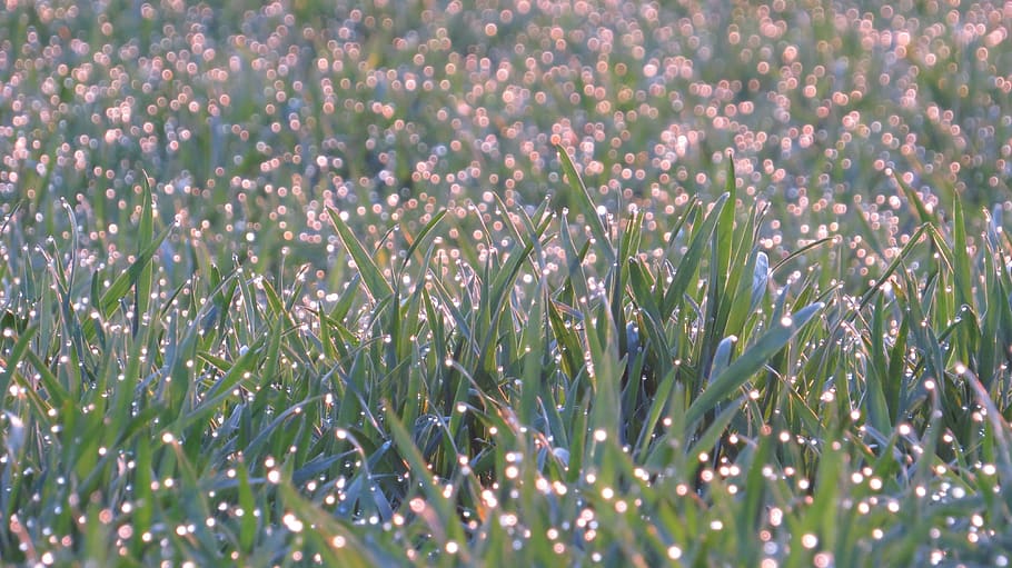 meadow in pastel, morgentau, spring, growth, grass, dewdrop, HD wallpaper