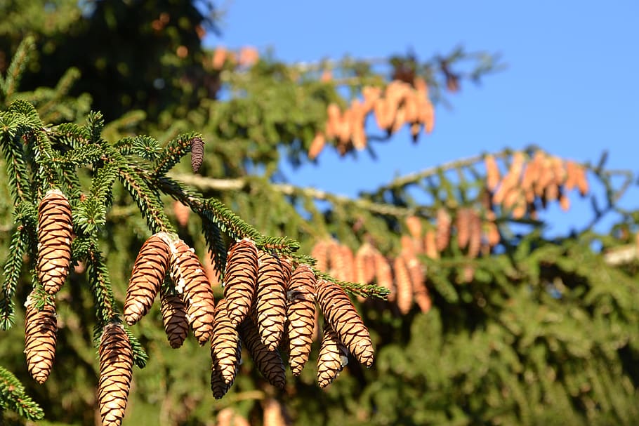 spruce, pine cones, tap, conifer, tree, nature, needles, branch HD wallpaper