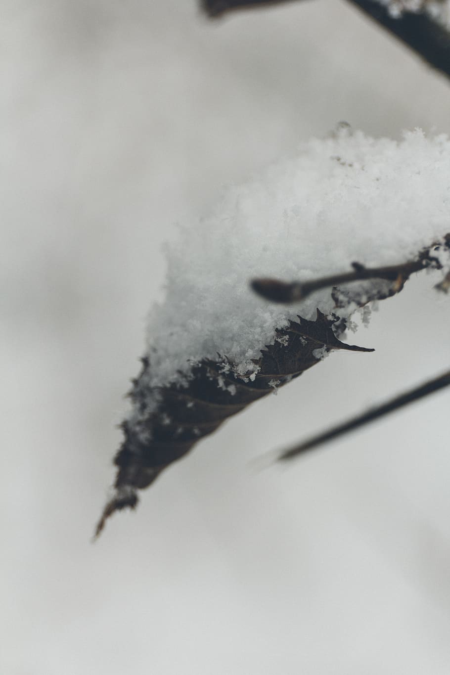 macro, leaf, tree, nature, snow, winter, cold temperature, no people HD wallpaper